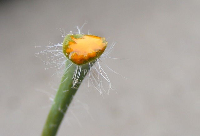 Chelidonium majus